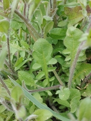 Arabidopsis arenosa