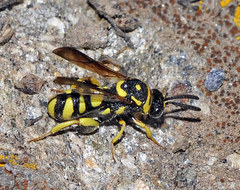 Leucospis intermedia