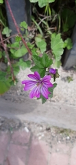 Malva sylvestris