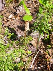 Equisetum sylvaticum image