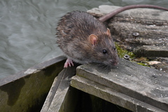 Rattus norvegicus