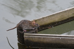 Rattus norvegicus