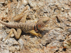 Crotaphytus