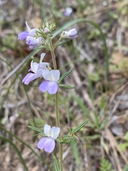 Collinsia linearis