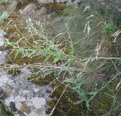 Chondrilla latifolia