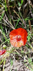 Papaver