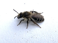 Andrena bradleyi