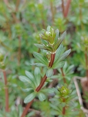 Galium