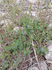 Galium