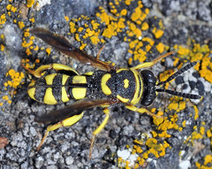 Leucospis intermedia