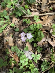 Claytonia virginica