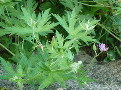 Geranium collinum