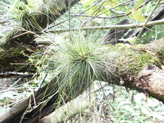 Tillandsia filifolia