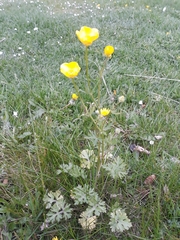Ranunculus bulbosus