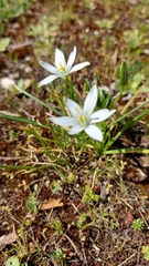 Ornithogalum divergens