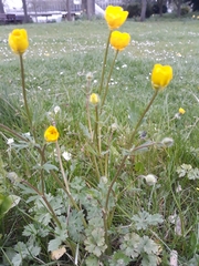 Ranunculus bulbosus