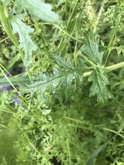 Phacelia tanacetifolia