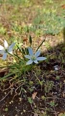 Ornithogalum divergens