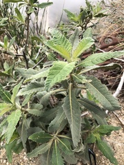 Eriodictyon crassifolium