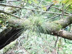 Tillandsia filifolia