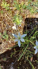Ornithogalum divergens