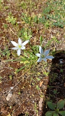 Ornithogalum divergens