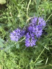 Phacelia tanacetifolia