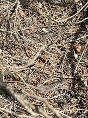 Aspidoscelis gularis