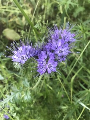 Phacelia tanacetifolia