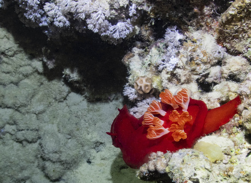 Spanish Dancer — seen at this dive site