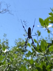 Trichonephila clavipes image