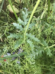 Phacelia tanacetifolia