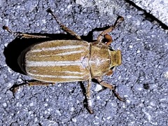 Polyphylla occidentalis