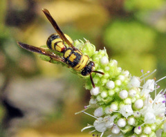 Leucospis brevicauda
