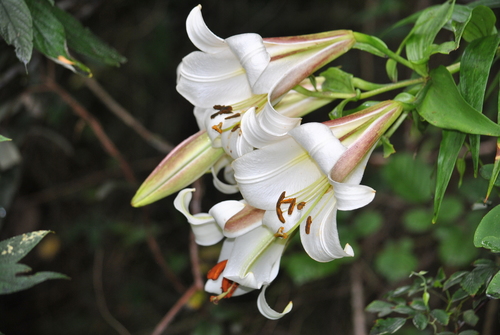 Sargent's Lily (Lilium sargentiae)
