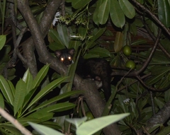 Paradoxurus hermaphroditus