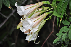 Lilium sargentiae