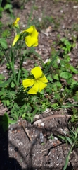 Oxalis pes-caprae