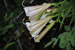 Lilium sargentiae