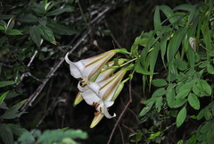 Lilium sargentiae