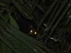 Paradoxurus hermaphroditus