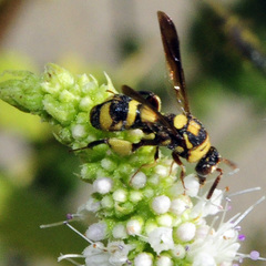 Leucospis brevicauda