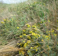 Chamaecytisus austriacus