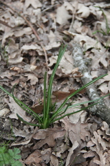 Ornithogalum woronowii