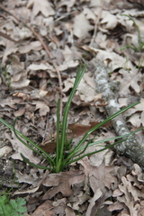 Ornithogalum woronowii