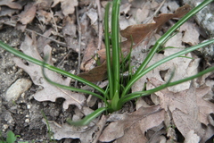 Ornithogalum woronowii