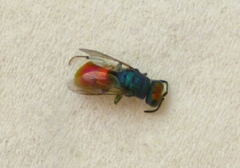 Chrysura ignifrons