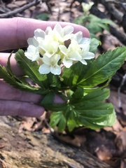 Cardamine kitaibelii