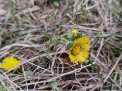 Tussilago farfara