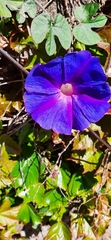 Ipomoea indica